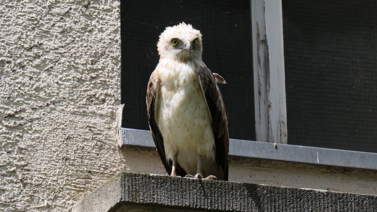 Загасч явлаг - ML626739913