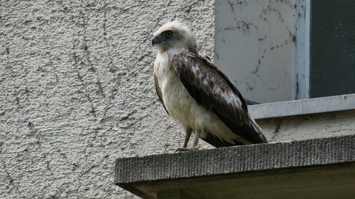 Загасч явлаг - ML626739915