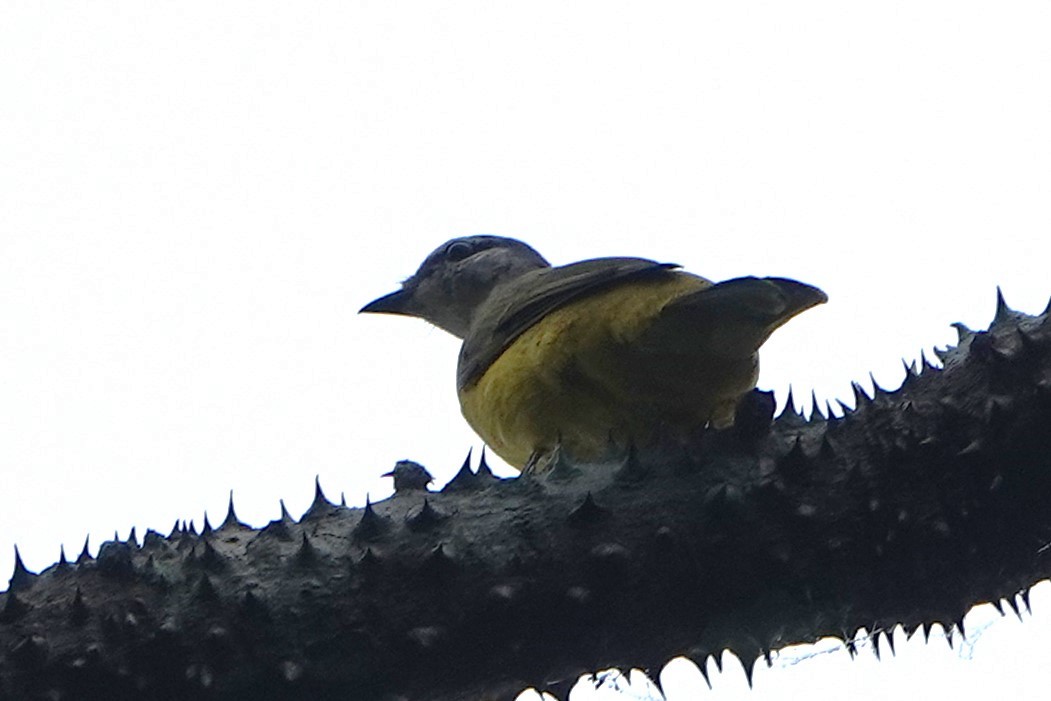 Purple-throated Cuckooshrike - ML626739978