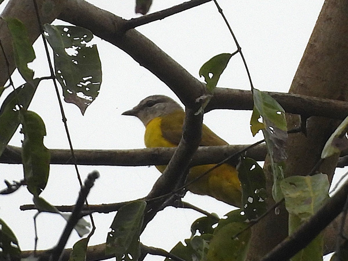 Purple-throated Cuckooshrike - ML626739979