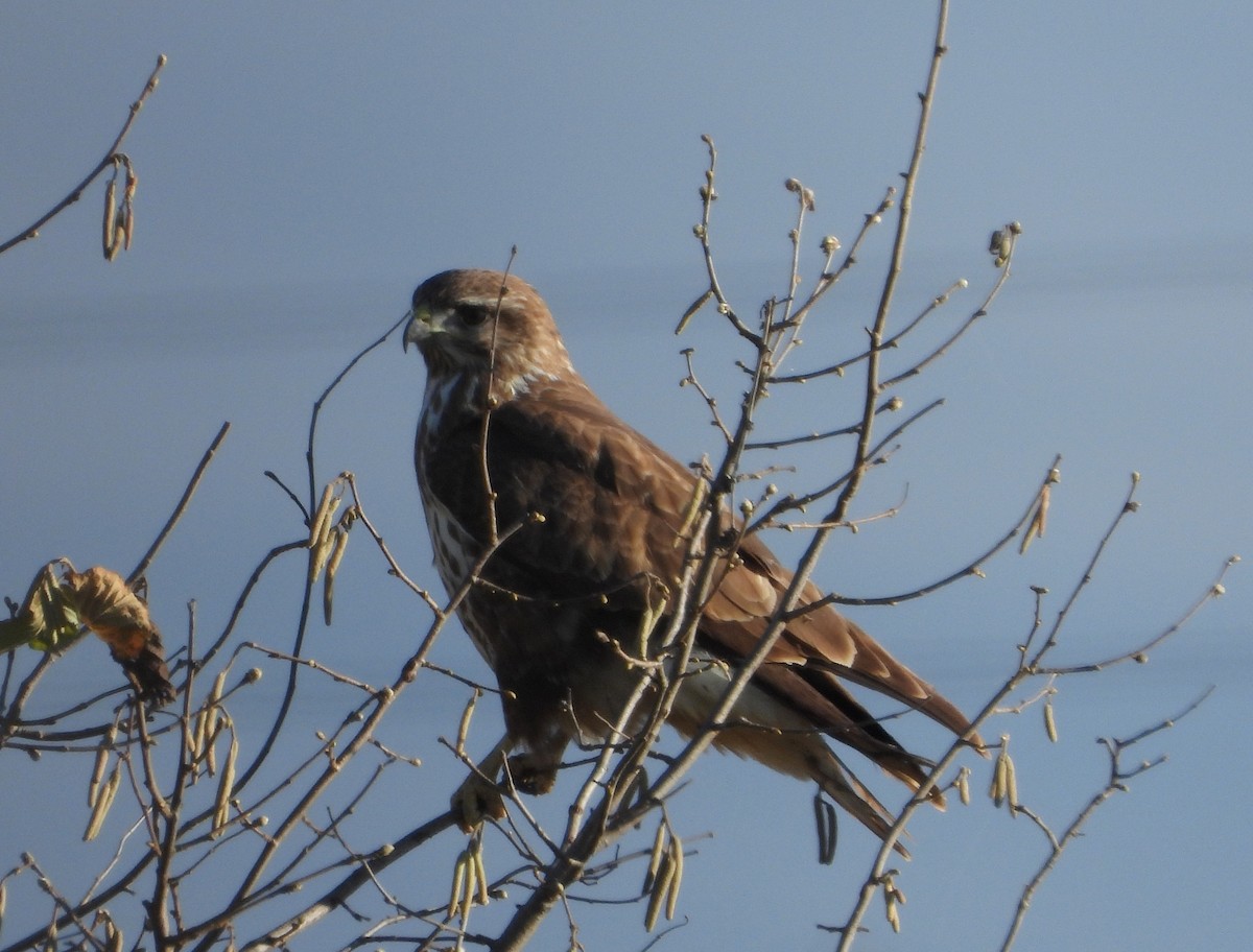 Common Buzzard - ML626740008