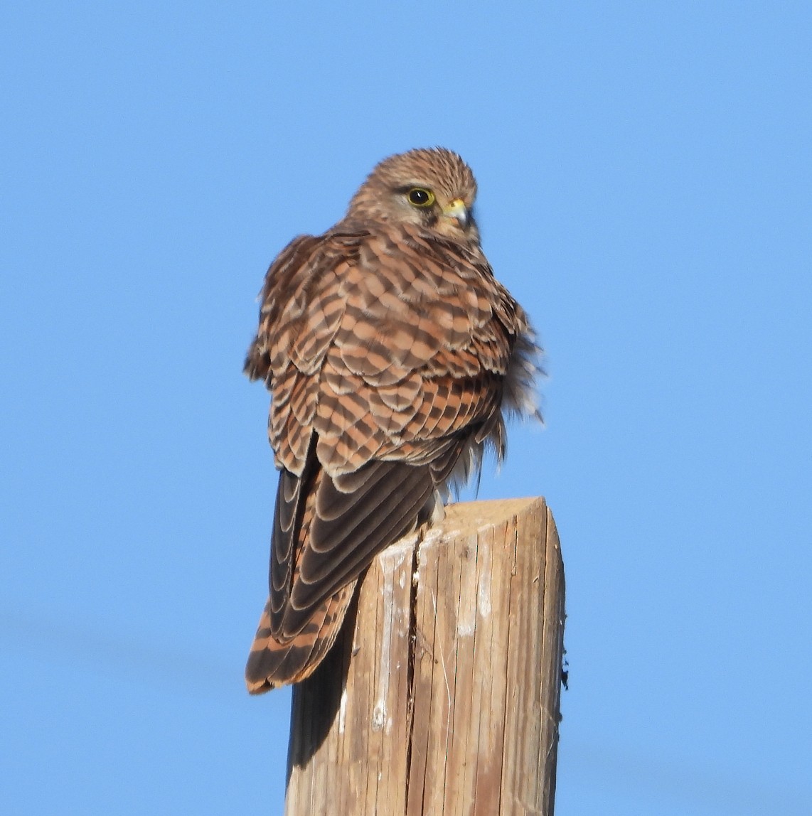 Eurasian Kestrel - ML626740012