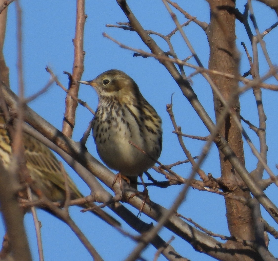 Meadow Pipit - ML626740022