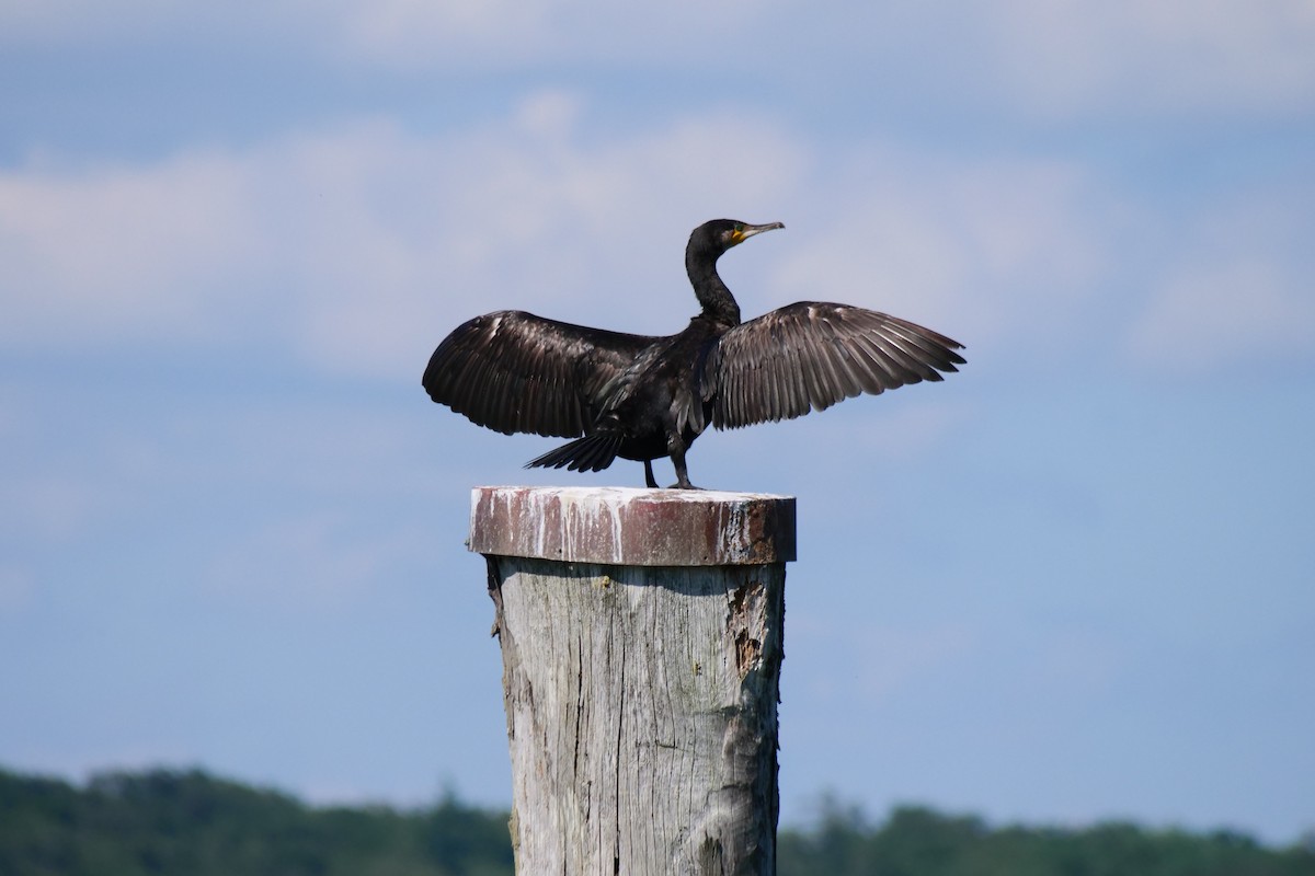 Тураг гогой - ML626740057