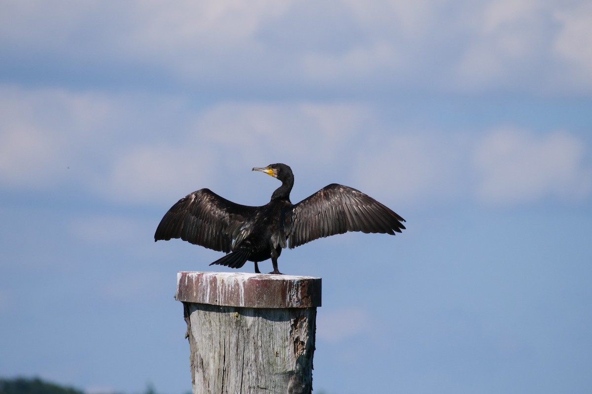 Тураг гогой - ML626740058