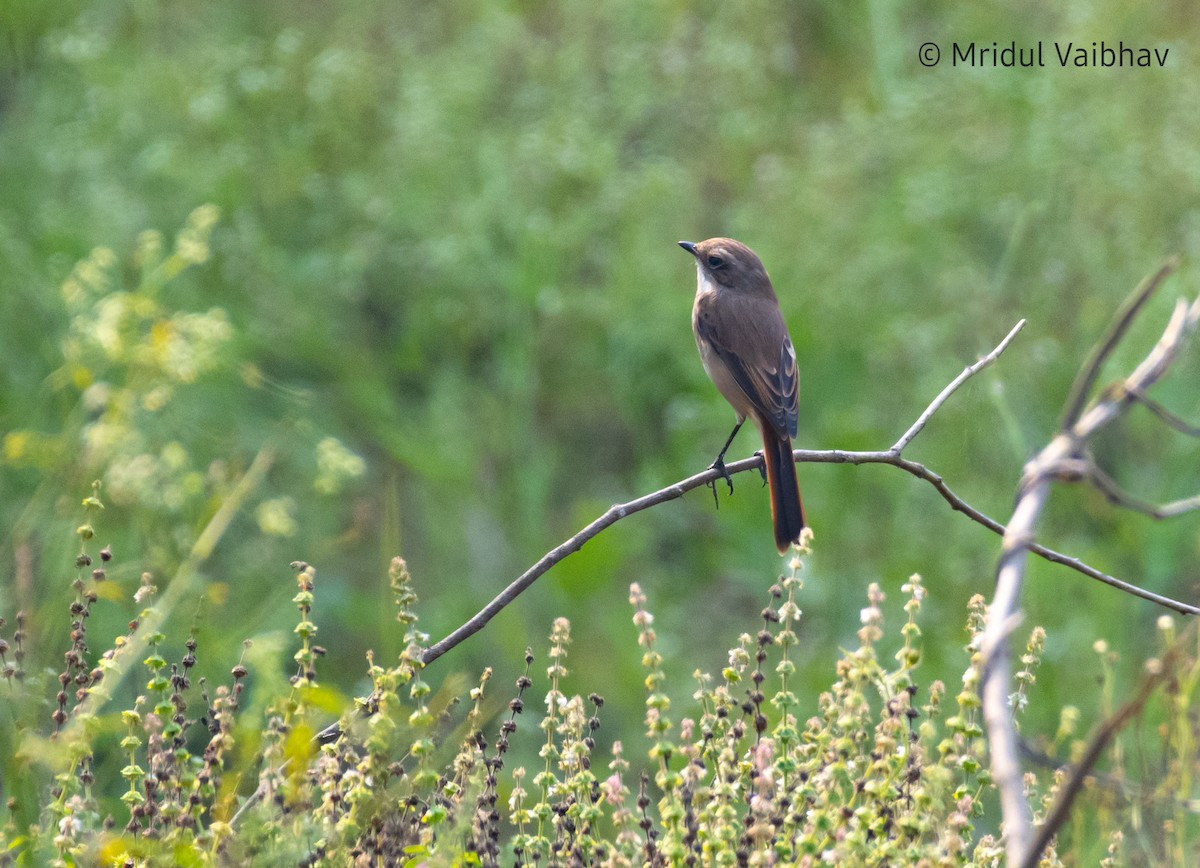 Gray Bushchat - ML626740104