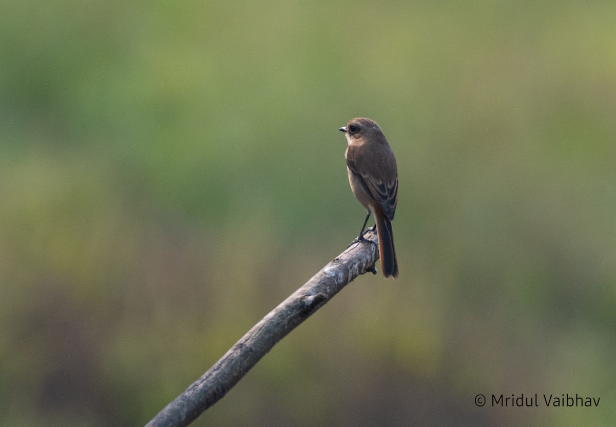 Gray Bushchat - ML626740106