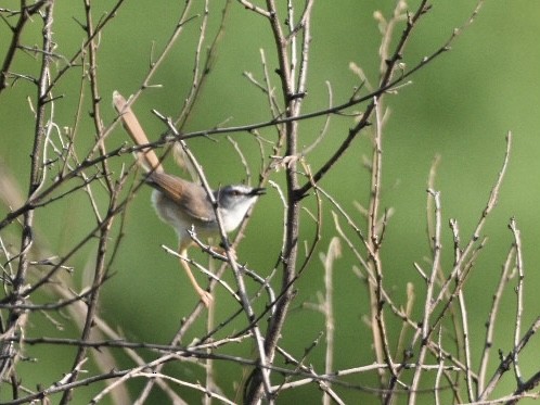 Tawny-flanked Prinia - ML626740132