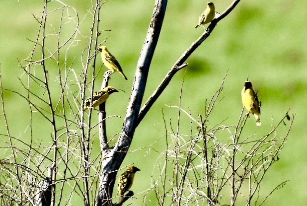 Village Weaver - ML626740138