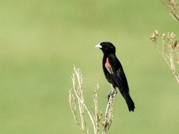 Fan-tailed Widowbird - ML626740220