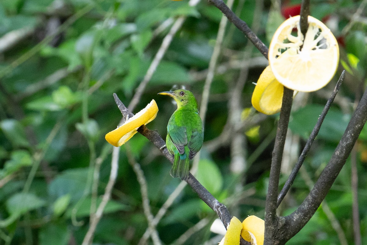 Green Honeycreeper - ML626740240