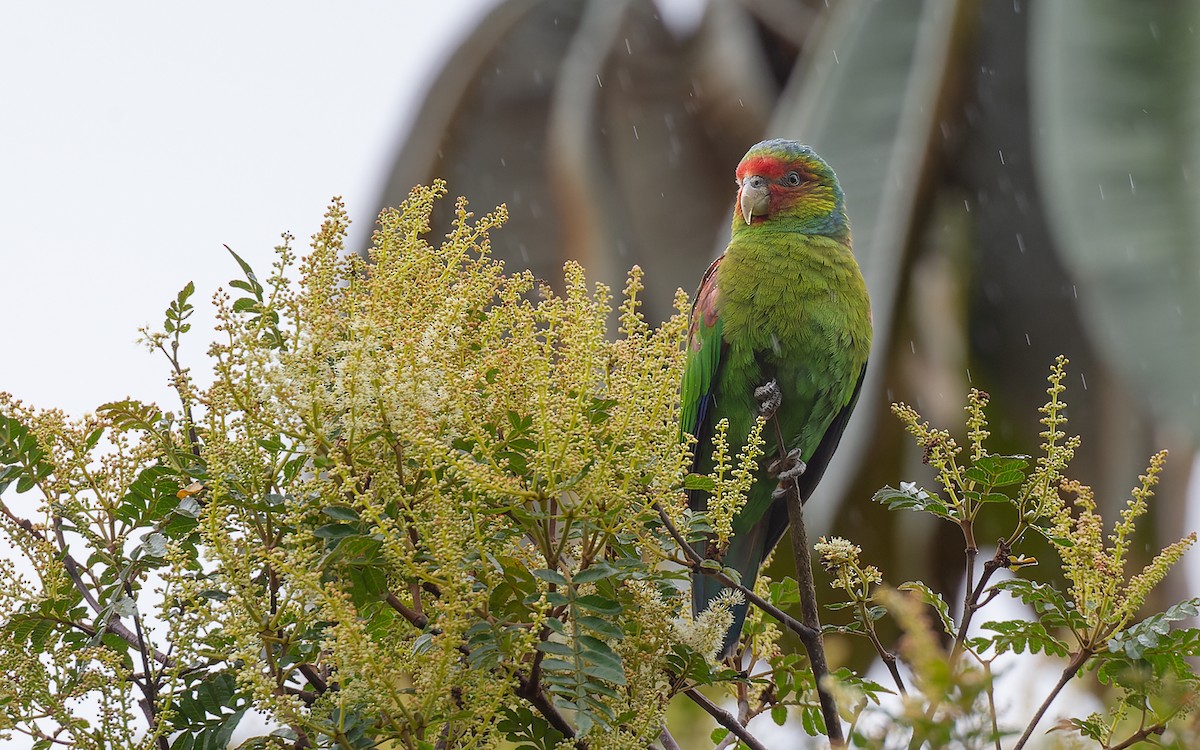 Red-faced Parrot - ML626740297