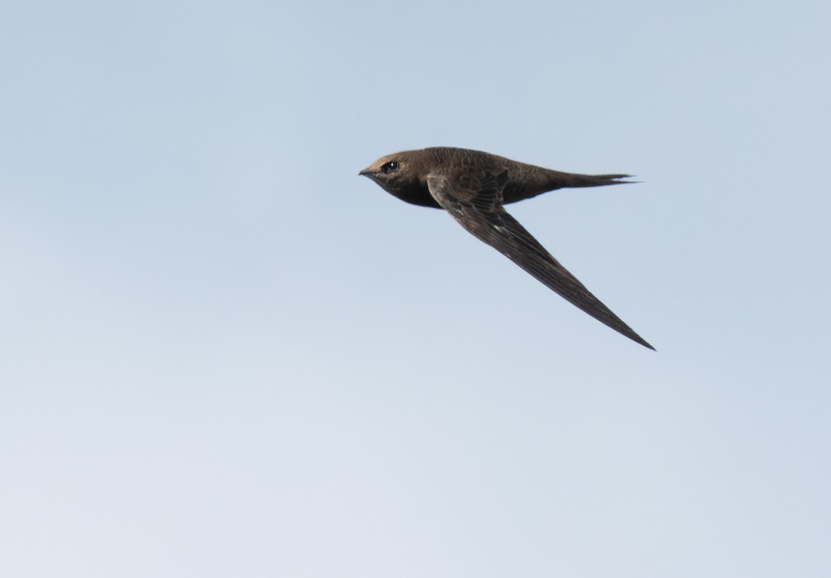 ミナミクロアマツバメ（barbatus グループ） - ML626740344