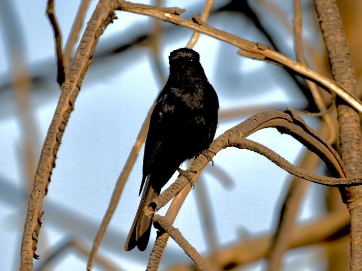 Fork-tailed Drongo - ML626740368