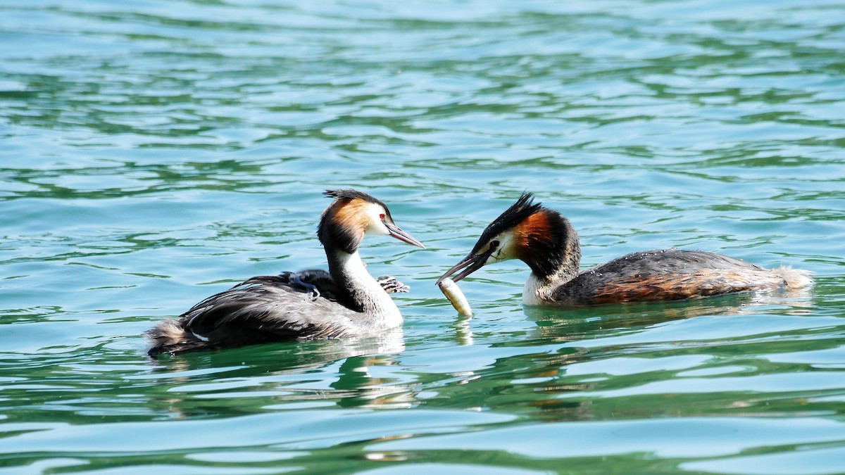 Отгот шунгуур - ML626740457