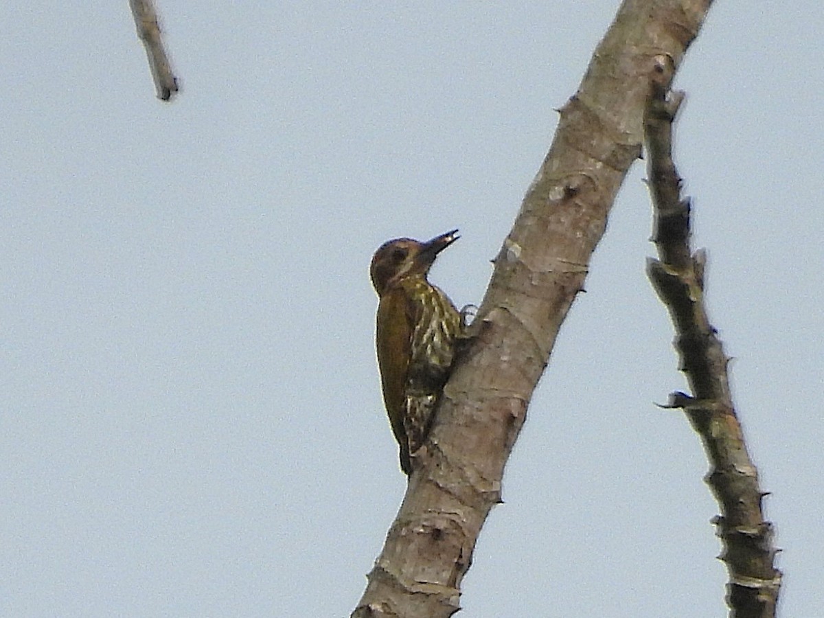 Melancholy Woodpecker - ML626740521