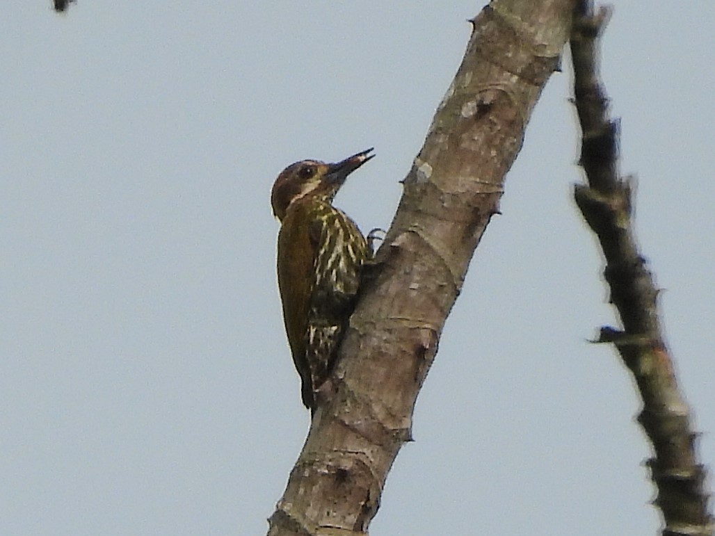 Melancholy Woodpecker - ML626740522