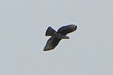 Cassin's Hawk-Eagle - ML626740549