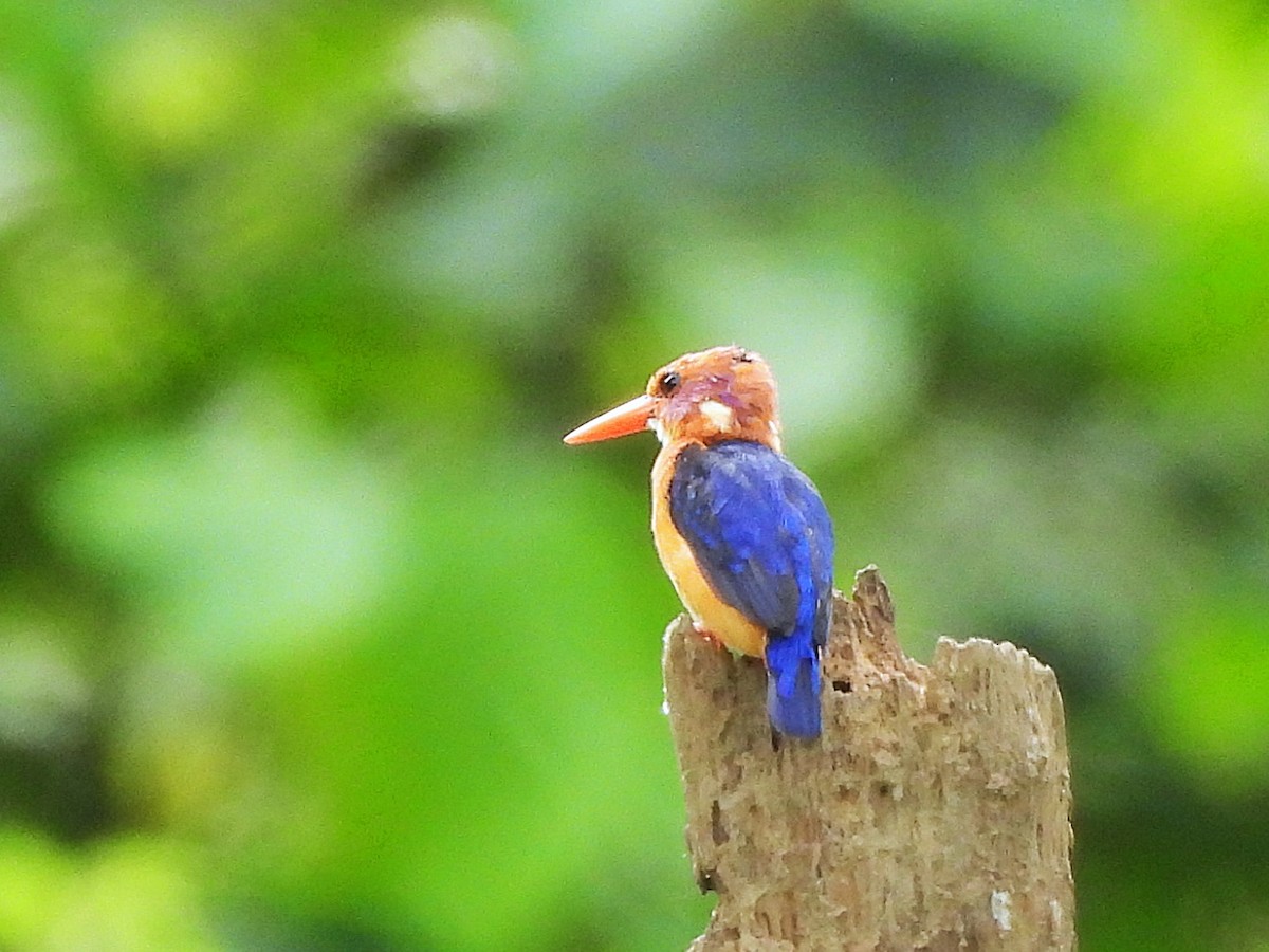 African Pygmy Kingfisher - ML626740564