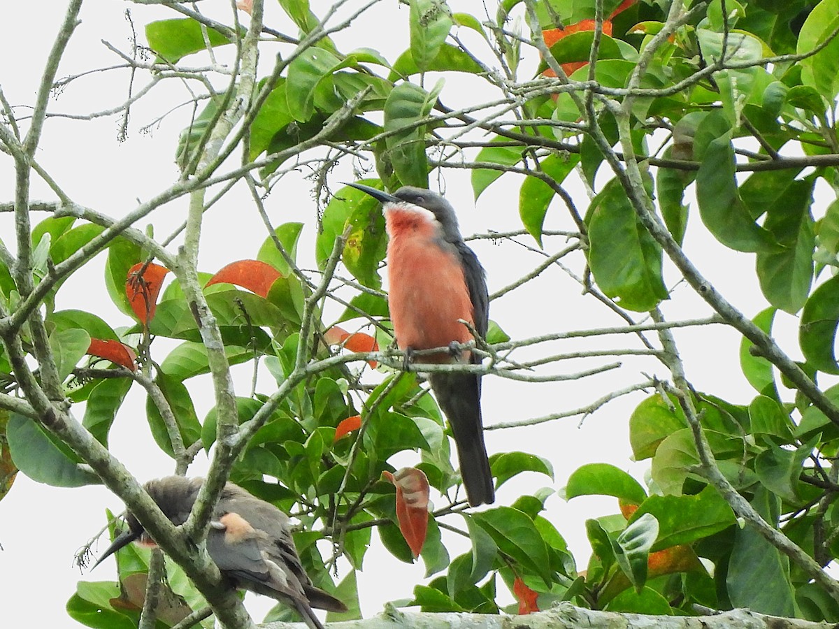 Rosy Bee-eater - ML626740566