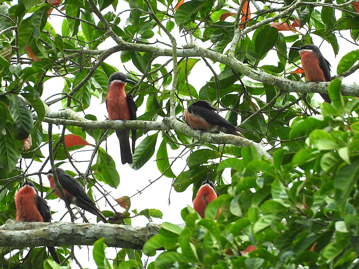 Rosy Bee-eater - ML626740567