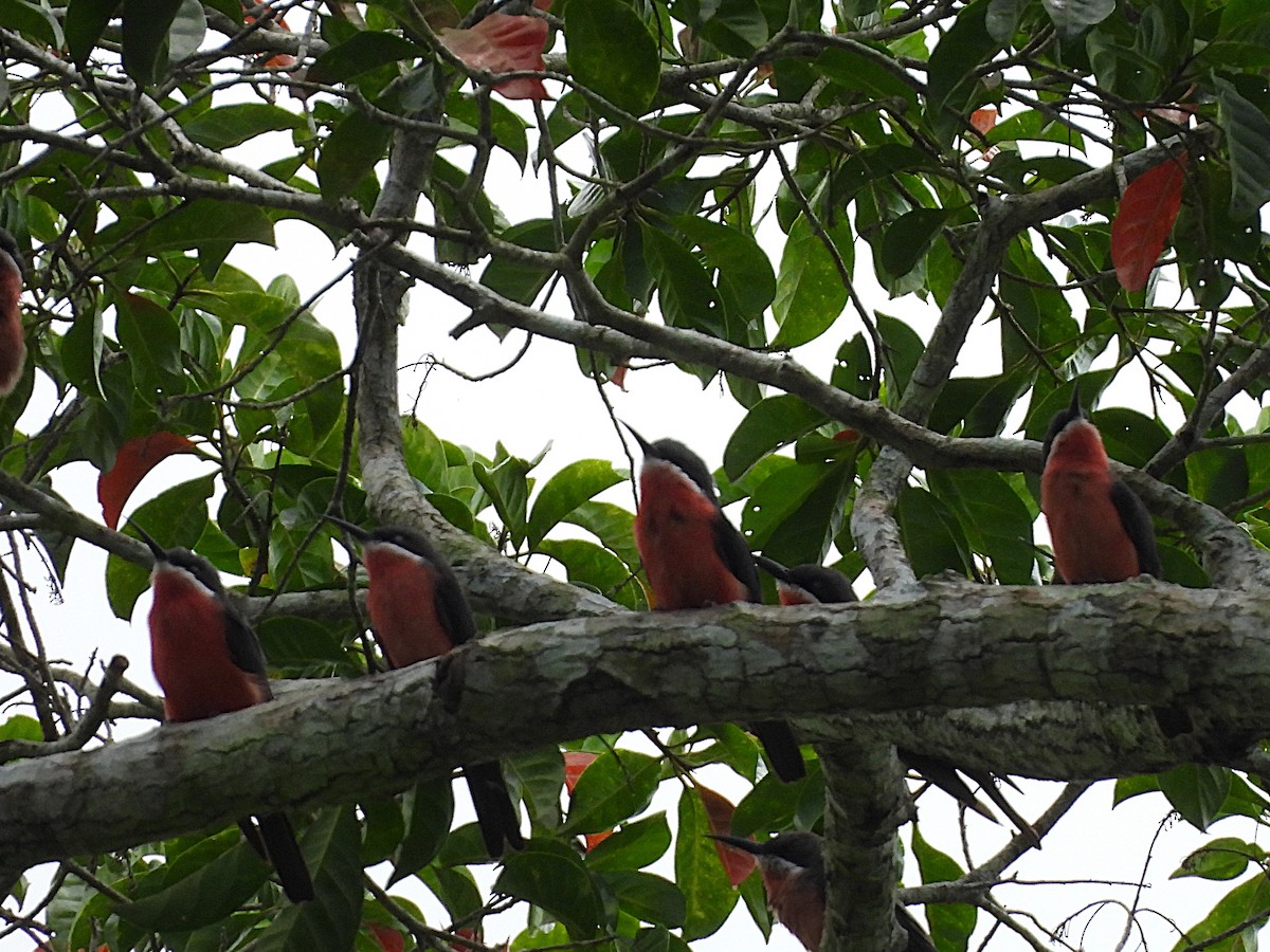 Rosy Bee-eater - ML626740568