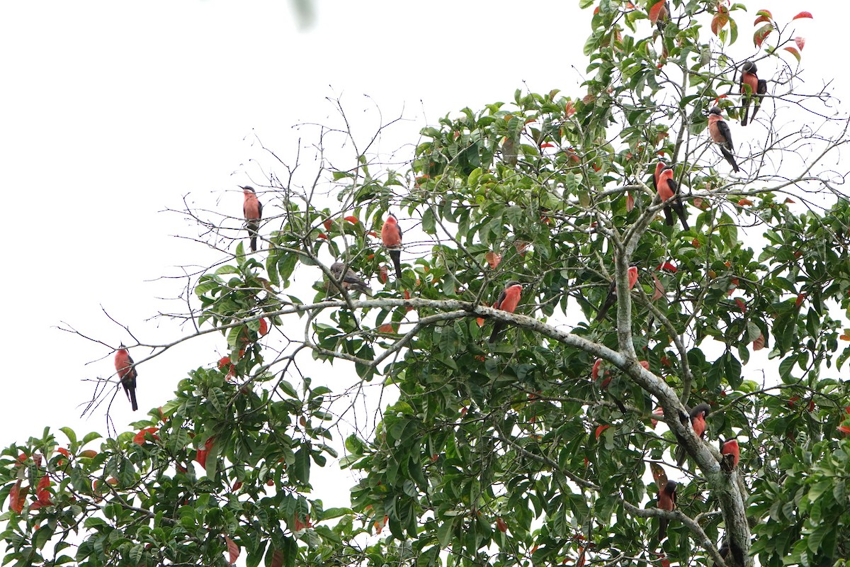 Rosy Bee-eater - ML626740569