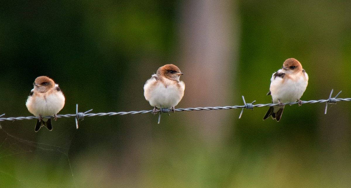 Fairy Martin - ML626740716
