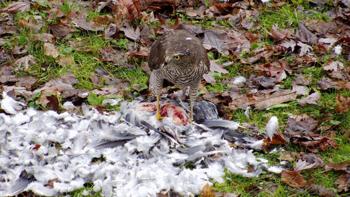 Морин харцага - ML626740741