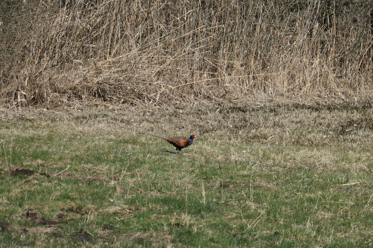 Jagd-/Buntfasan - ML626740861