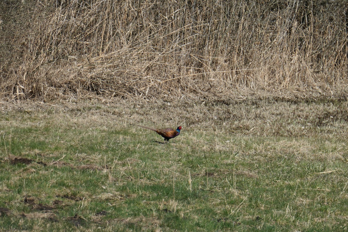 Ring-necked/Green Pheasant - ML626740861