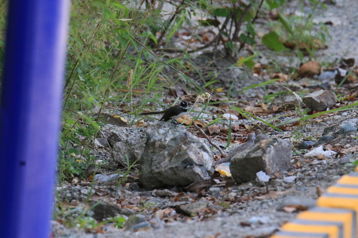 Philippine Pied-Fantail - ML626740892