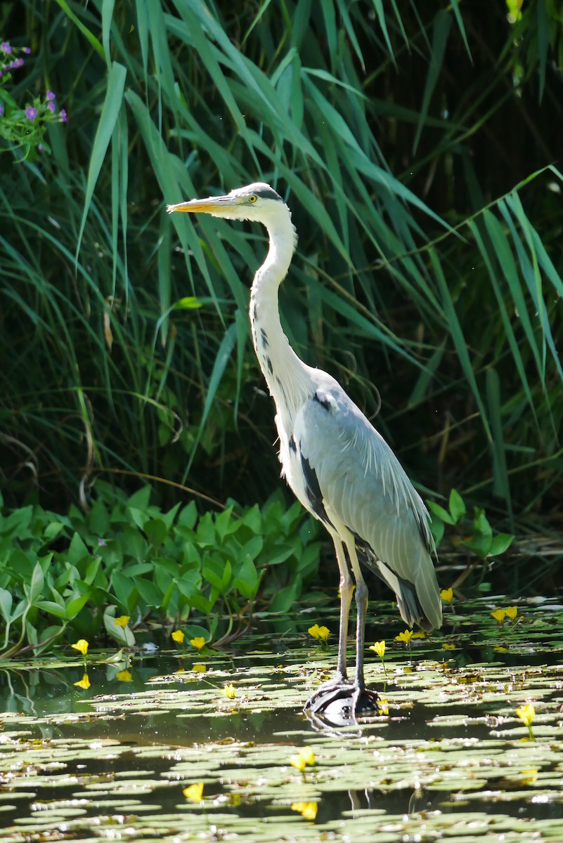 Хөх дэглий - ML626740898