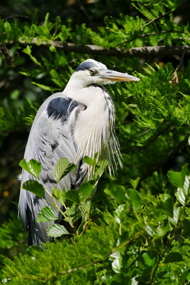 Хөх дэглий - ML626740899