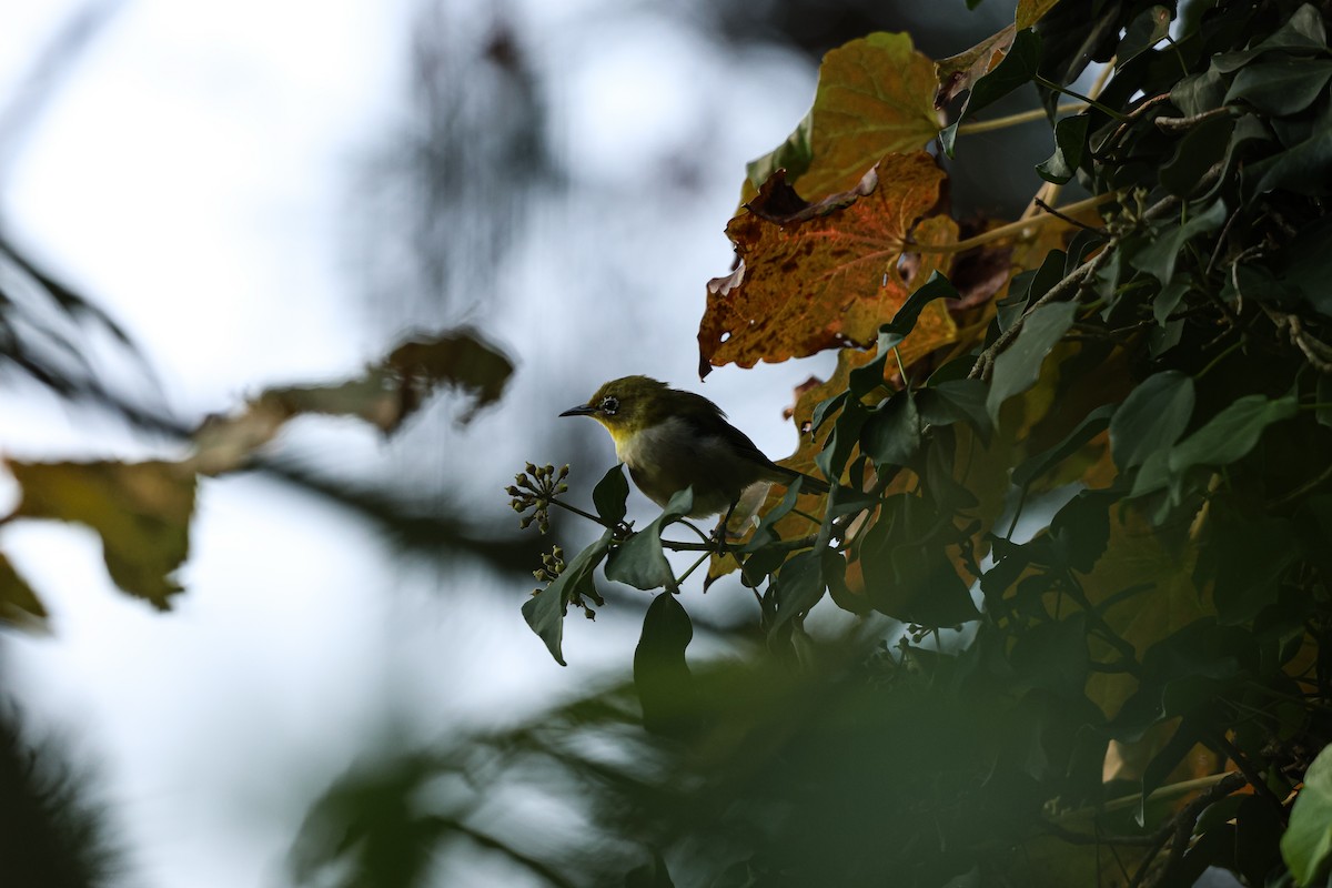 Warbling White-eye - ML626740955