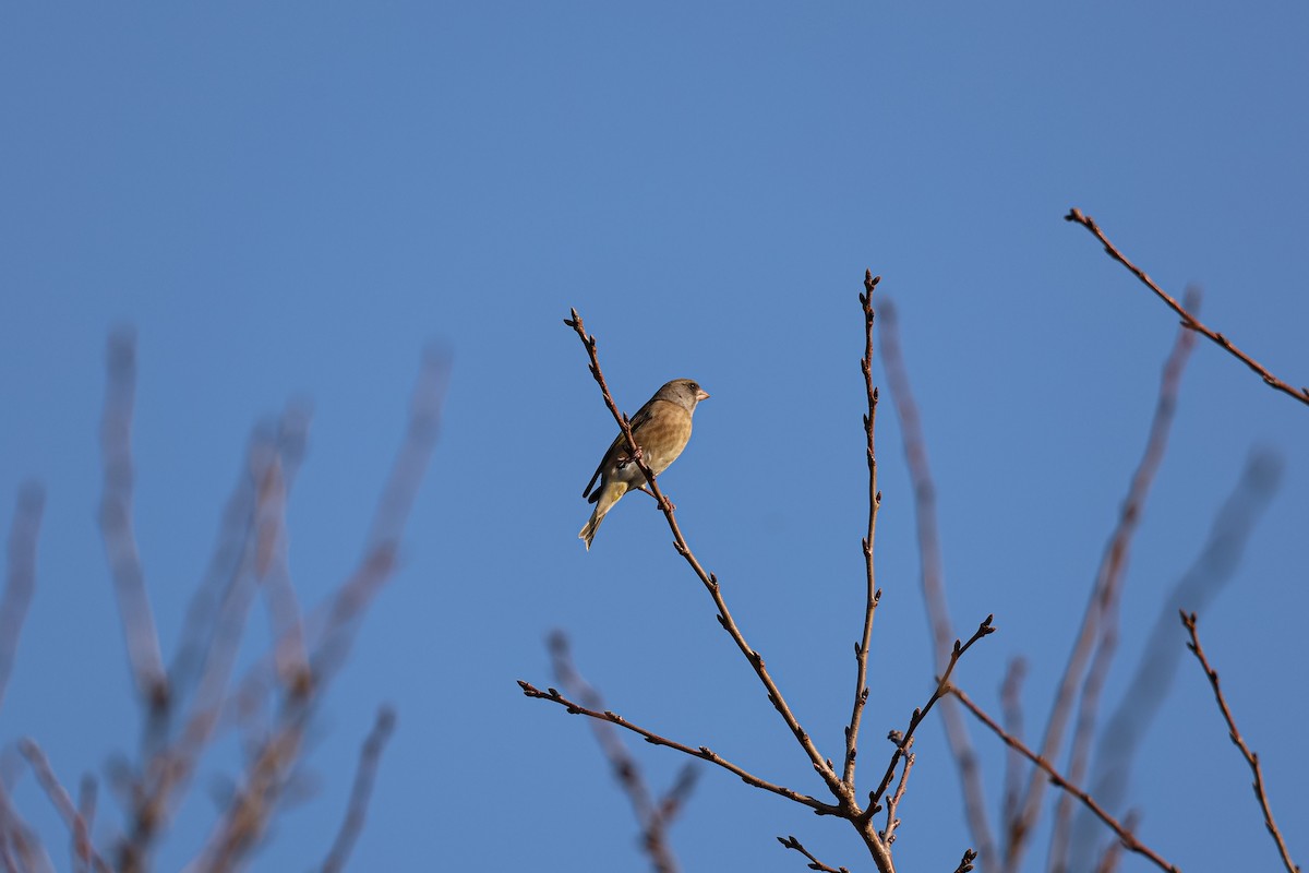 Oriental Greenfinch - ML626740961