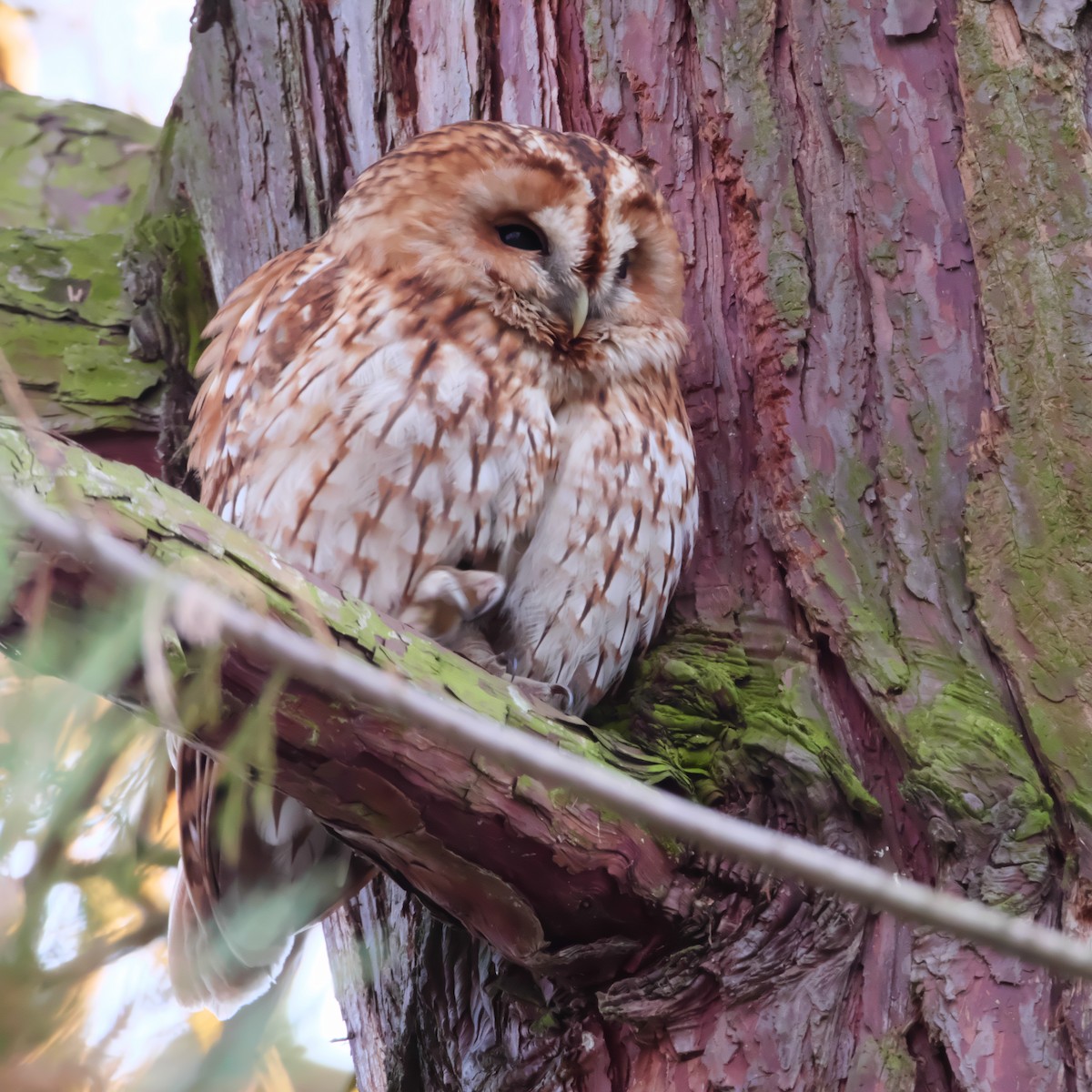 Tawny Owl - ML626741000