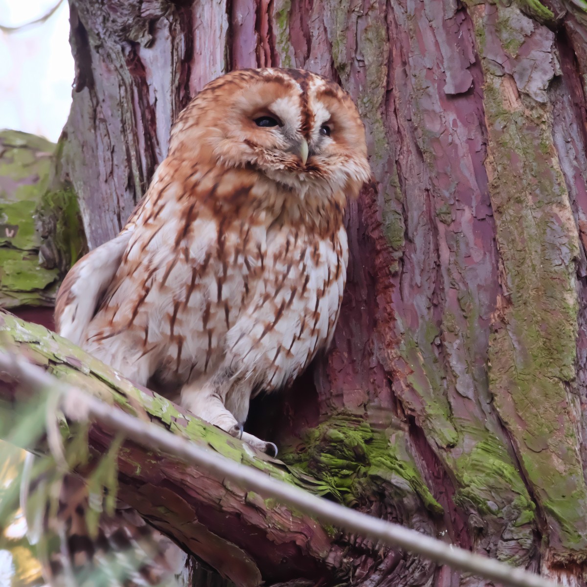 Tawny Owl - ML626741001