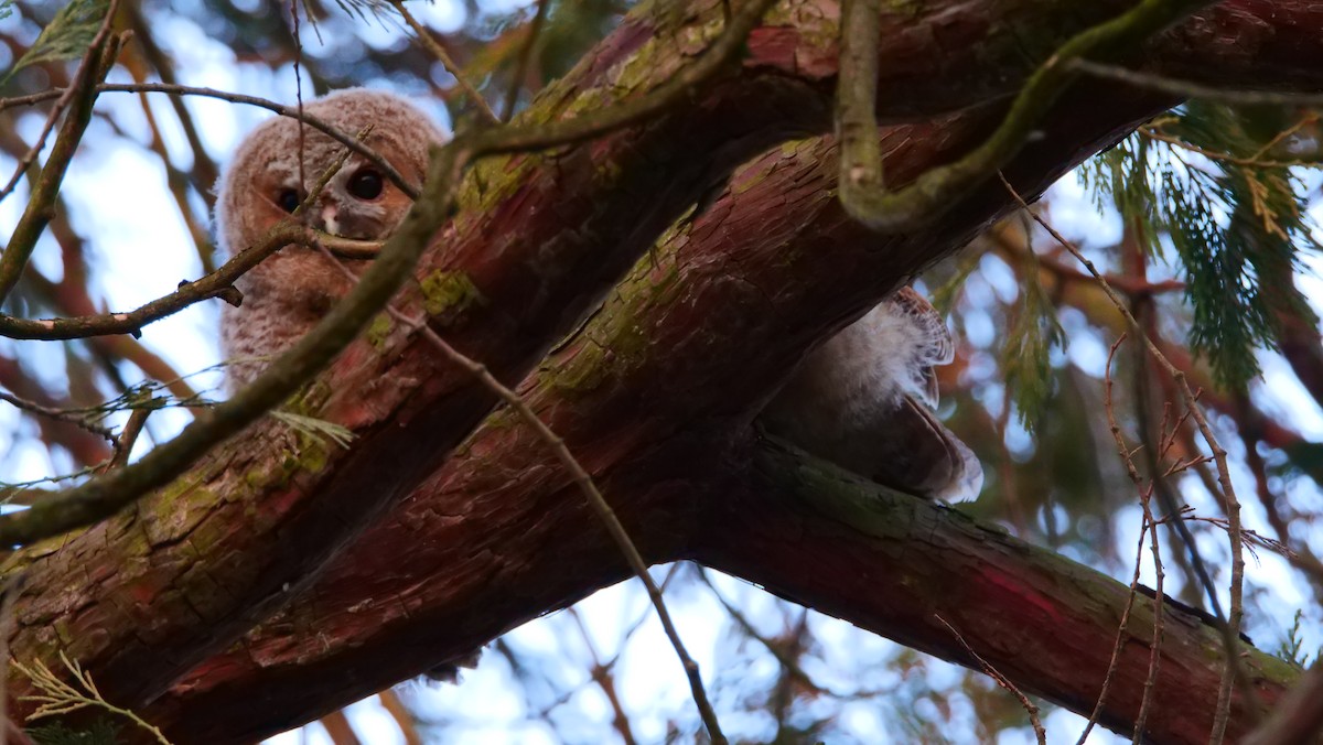 Tawny Owl - ML626741002