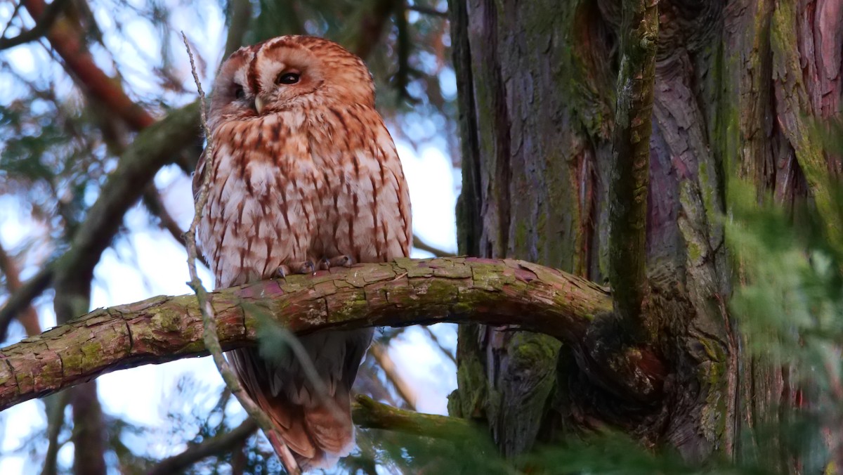 Tawny Owl - ML626741003