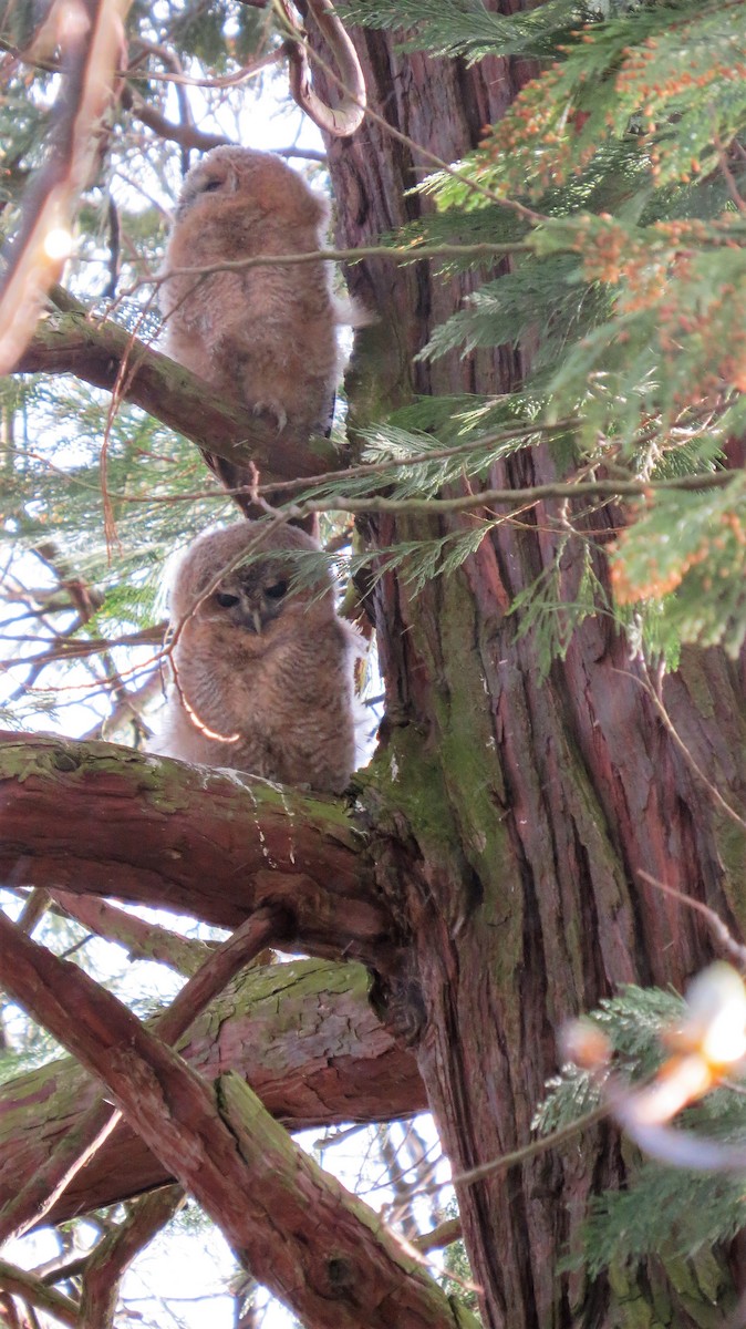 Tawny Owl - ML626741007