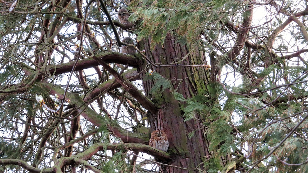 Tawny Owl - ML626741008