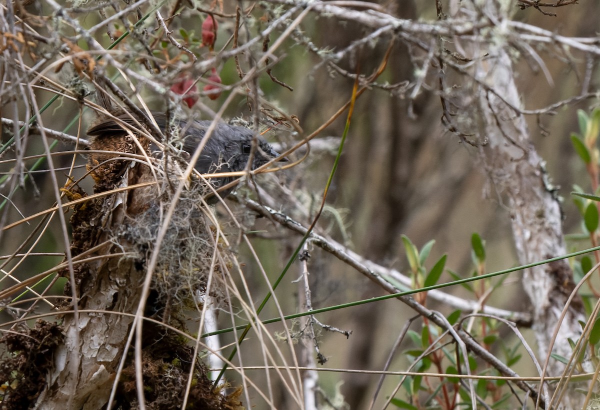 Jalca Tapaculo - ML626741032