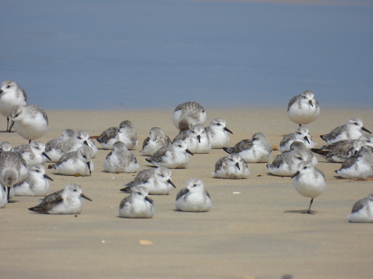 Sanderling - ML626741174
