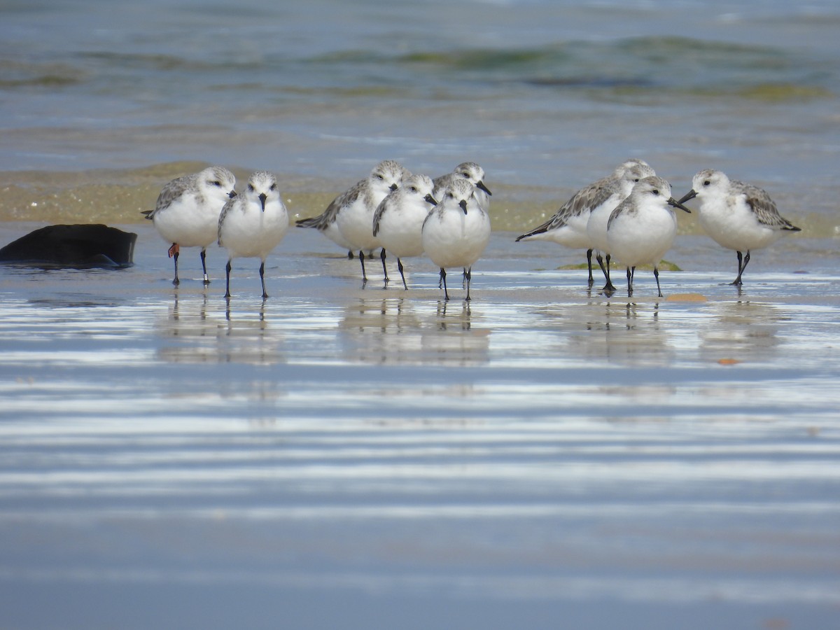 Sanderling - ML626741177