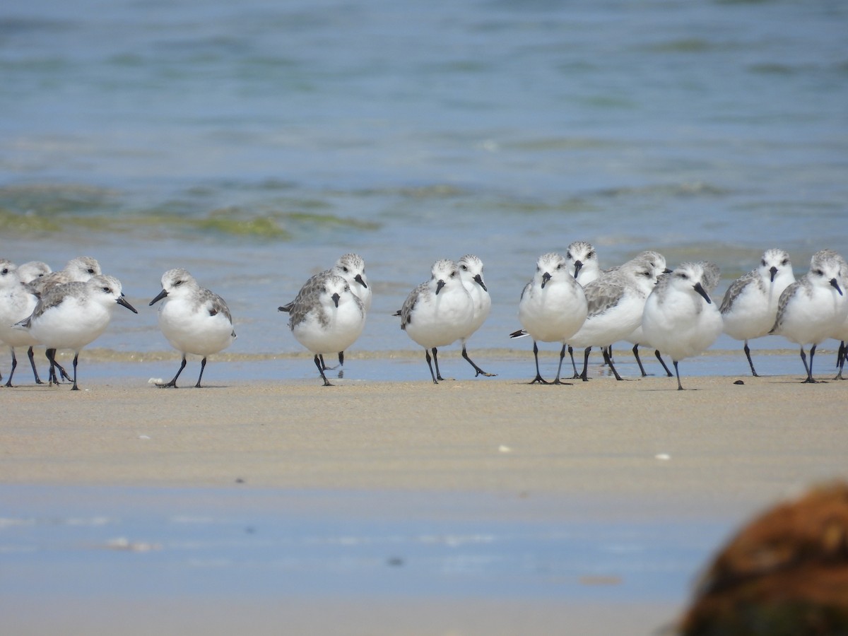 Sanderling - ML626741178