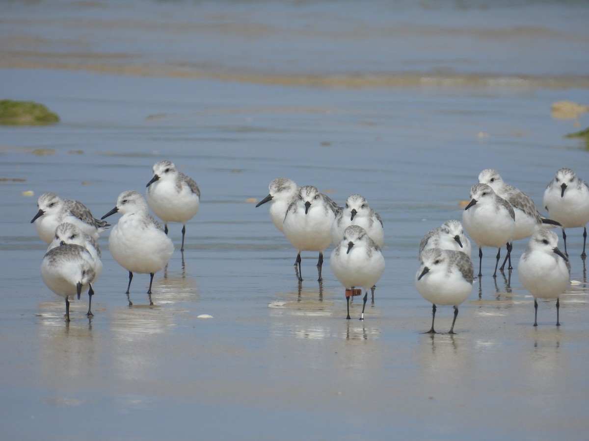 Sanderling - ML626741179