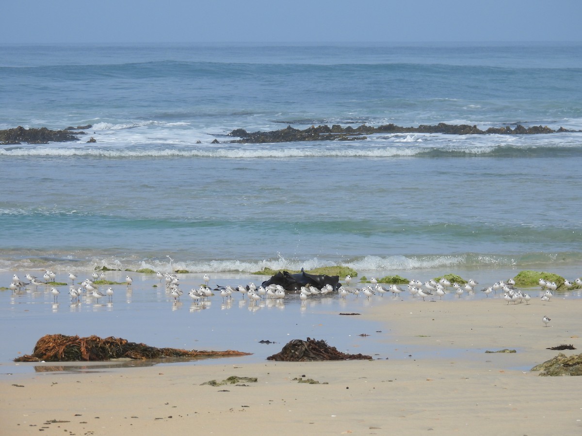 Sanderling - ML626741180