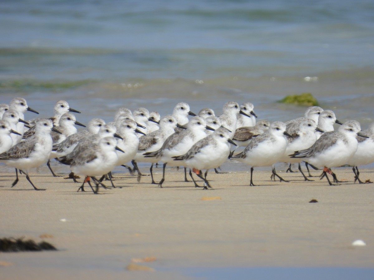 Sanderling - ML626741181