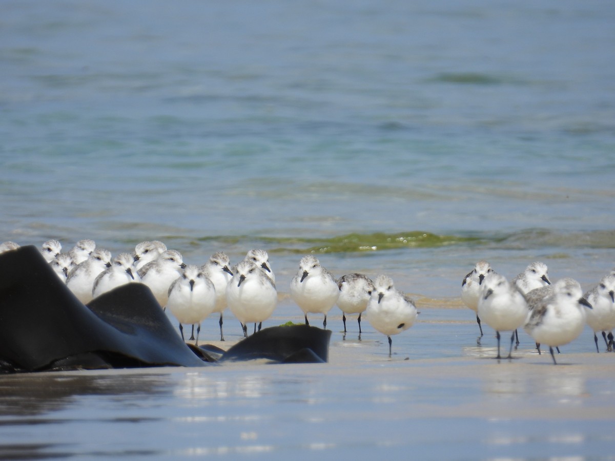 Sanderling - ML626741182
